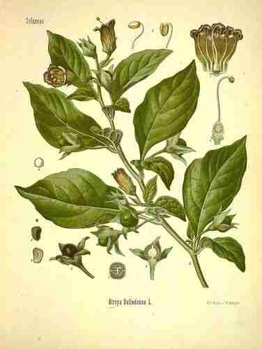 Illustration Atropa belladonna, Par Köhler F.E. (Medizinal Pflanzen, vol. 1: t. 10 ; 1887), via plantillustrations.org 