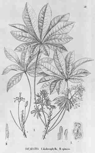 Illustration Jacaratia spinosa, Flora Brasiliensis (vol. 13(3): Heft 106, Heft 106, t. 50, 1889), via plantillustrations.org 