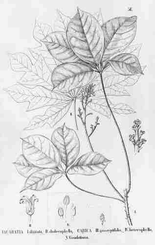 Illustration Jacaratia digitata, Flora Brasiliensis (vol. 13(3): Heft 106, Heft 106, t. 51, 1889), via plantillustrations.org 