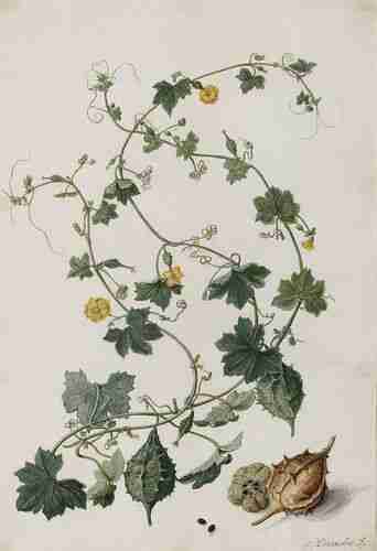 Illustration Luffa operculata, Par Moninckx J. (Moninckx atlas, vol. 6: t. 38, 1682-1709), via plantillustrations.org 