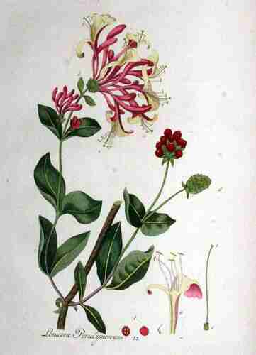 Illustration Lonicera periclymenum, ¨Par Kops et al. J. (Flora Batava, vol. 1: t. 23, 1800), via plantillustrations.org 