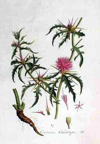 Illustration Centaurea calcitrapa, Par Kops et al. J. (Flora Batava, vol. 2: t. 88 (1807), via plantillustrations.org Kops et al., J., Flora Batava, vol. 2: t. 88 ; 1807) 