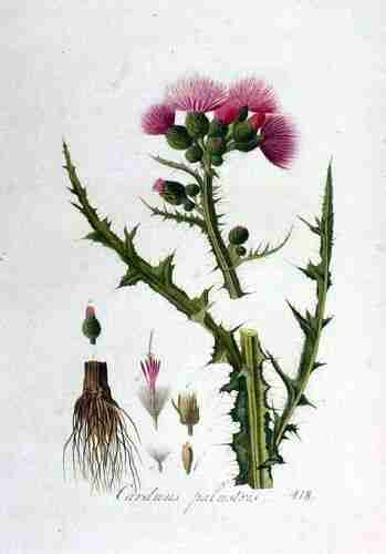 Illustration Cirsium palustre, Par Kops et al. J. (Flora Batava, vol. 2: t. 118 ; 1807), via plantillustrations.org 