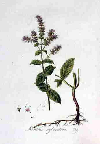 Illustration Mentha longifolia, Par Kops et al. J. (Flora Batava, vol. 3: t. 209 ; 1814), via plantillustrations.org 