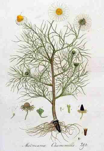 Illustration Matricaria chamomilla, Par Kops et al. J. (Flora Batava, vol. 4: t. 290 ; 1822), via plantillustrations.org 