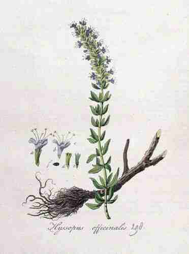 Illustration Hyssopus officinalis, Par Kops et al. J. (Flora Batava, vol. 4: t. 298, 1822), via plantillustrations.org 