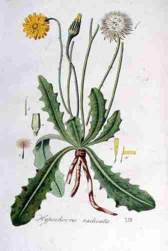 Illustration Hypochaeris radicata, Par Kops et al. J. (Flora Batava, vol. 5: t. 350, 1828), via botanicalillustrations 