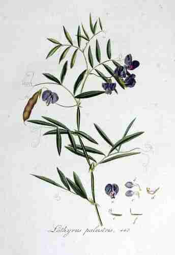 Illustration Lathyrus palustris, Par Kops et al. J. (Flora Batava, vol. 6: t. 443, 1832), via plantillustrations.org 