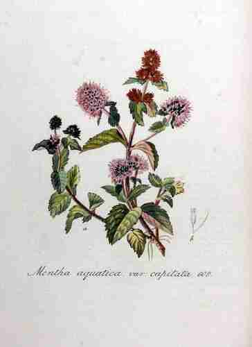 Illustration Mentha aquatica, Par Kops et al. J. (Flora Batava, vol. 8: t. 609 ; 1844), via plantillustrations 