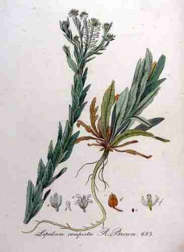 Illustration Lepidium campestre, Par Kops et al., J. (Flora Batava, vol. 9: t. 683, 1846), via plantillustrations.org 