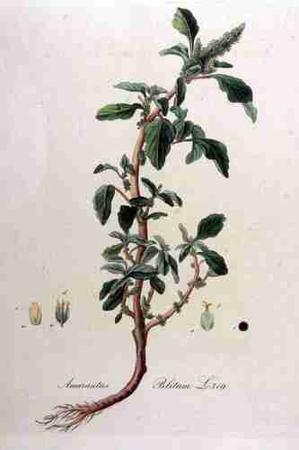Illustration Amaranthus blitum, Par Kops et al. J. (Flora Batava, vol. 9: t. 719 ; 1846), via plantillustrations.org 