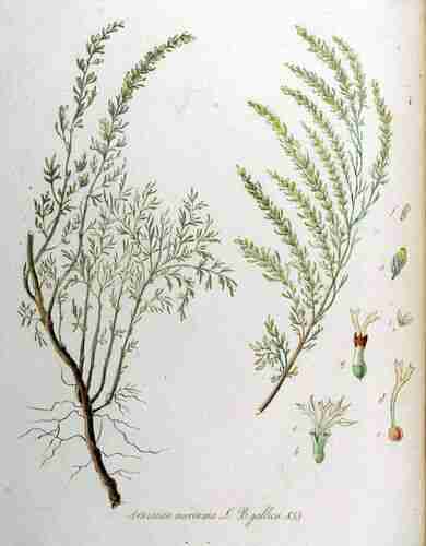 Illustration Artemisia maritima, Par Kops et al. J. (Flora Batava, vol. 11: t. 833 ; 1853), via plantillustrations.org 