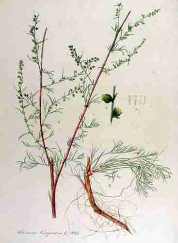 Illustration Artemisia campestris, Par Kops et al. J. (Flora Batava, vol. 13: t. 993 ; 1868), via plantillustrations.org 