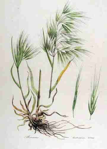 Illustration Bromus tectorum, Par Kops et al. J. (Flora Batava, vol. 13: t. 1005 ; 1868), via plantillustrations.org 