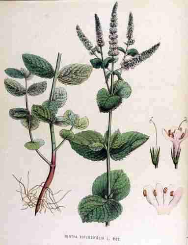 Illustration Mentha x rotundifolia, Par Kops et al. J. (Flora Batava, vol. 15: t. 1122 ; 1877), via plantillustrations.org 