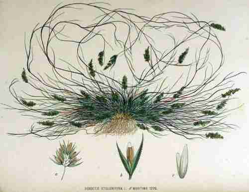 Illustration Agrostis stolonifera, Par Kops et al. J. (Flora Batava, vol. 16: t. 1209 ; 1881), via plantillustrations.org 