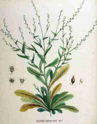 Illustration Calepina irregularis, Par Kops et al. J. (Flora Batava, vol. 18: t. 1371 ; 1889), via plantillustrations.org 