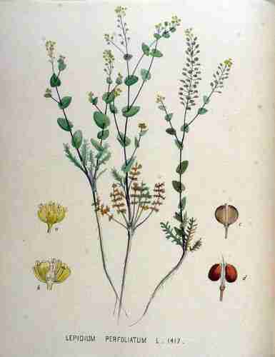 Illustration Lepidium perfoliatum, Par Kops et al. J. (Flora Batava, vol. 18: t. 1417, 1889), via plantillustrations.org 
