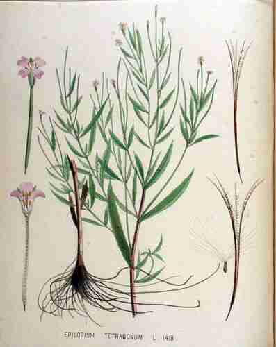 Illustration Epilobium tetragonum, Par Kops et al. J. (Flora Batava, vol. 18: t. 1418 ; 1889), via plantillustrations.org 