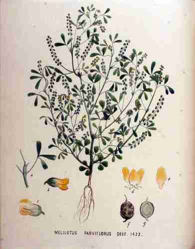 Illustration Melilotus indicus, Par Kops et al. J. (Flora Batava, vol. 18: t. 1422 ; 1889), via plantillustrations.org 