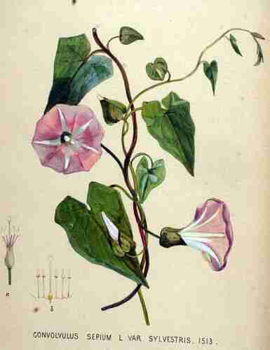 Illustration Calystegia sepium, Par Kops et al. J. (Flora Batava, vol. 19: t. 1513 ; 1895), via plantillustrations.org 