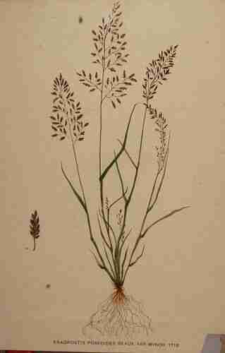 Illustration Eragrostis minor, Par Kops et al. J. (Flora Batava, vol. 22: t. 1712 ; 1906), via plantillustrations.org 