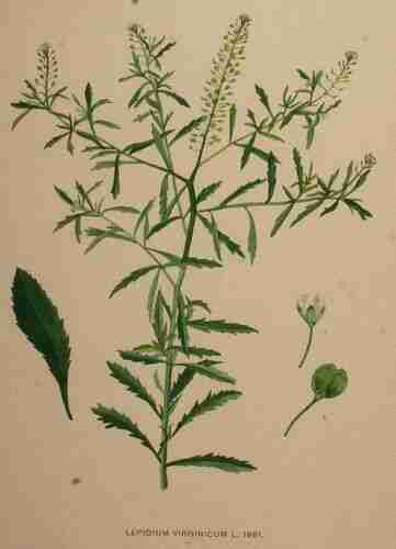 Illustration Lepidium virginicum, Par Kops et al. J. (Flora Batava, vol. 22: t. 1742, 1906), via plantillustrations.org 