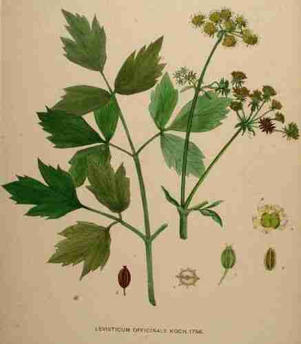 Illustration Levisticum officinale, Par Kops et al. J. (Flora Batava, vol. 22: t. 1756, 1906), via plantillustrations.org 