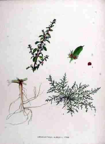 Illustration Amaranthus albus, Par Kops et al. J. (Flora Batava, vol. 23: t. 1782 ; 1911), via plantillustrations.org 