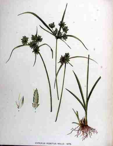 Illustration Cyperus eragrostis, Par Kops et al. J. (Flora Batava, vol. 25: t. 1978 ; 1920), via plantillustrations.org 