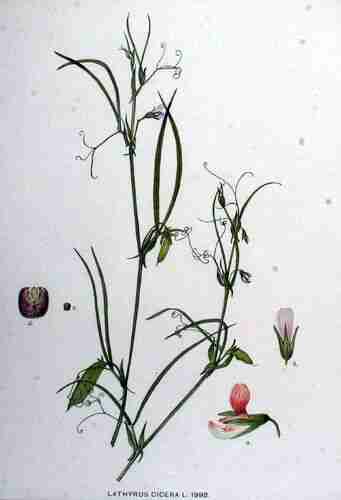 Illustration Lathyrus cicera, Par Kops et al. J. (Flora Batava, vol. 25: t. 1992, 1920), via plantillustrations.org 