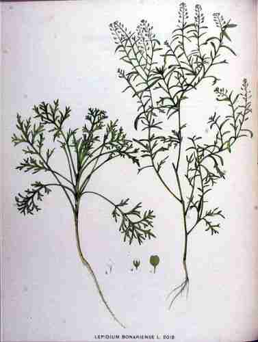 Illustration Lepidium bonariense, Par Kops et al. J. (Flora Batava, vol. 26: t. 2012, 1924), via plantillustrations.org 