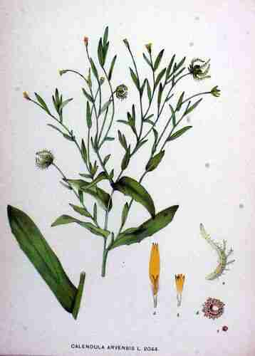 Illustration Calendula arvensis, Par Kops et al. J. (Flora Batava, vol. 26: t. 2044 ; 1924), via plantillustrations.org 