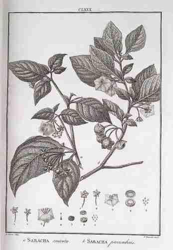 Illustration Jaltomata procumbens, Par Ruiz, Pavon (Flora Peruviana, et Chilensis, Plates 153-325, vol. 2: t. 180, 1798-1802), via plantillustrations.org 