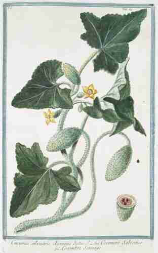Illustration Ecballium elaterium, Par Bonelli, Giorgio, Hortus Romanus juxta Systema Tournefortianum (vol. 1: t. 64, 1783-1816), via plantillustrations.org 