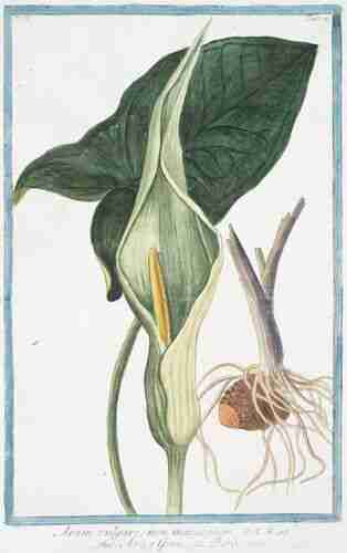 Illustration Arum italicum, Par Bonelli Giorgio (Hortus Romanus juxta Systema Tournefortianum, vol. 2: t. 74 ; 1783-1816), via plantillustrations.org 
