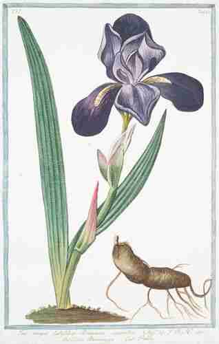 Illustration Iris x germanica, Par Bonelli Giorgio (Hortus Romanus juxta Systema Tournefortianum, vol. 6: t. 61 (1783-1816), via plantillustrations.org