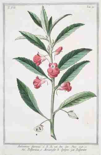 Illustration Impatiens balsamina, Par Bonelli Giorgio (Hortus Romanus juxta Systema Tournefortianum, vol. 7: t. 50 , 1783-1816), via plantillustration.org 