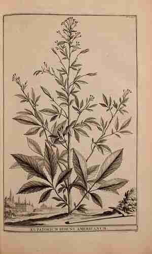 Illustration Bidens frondosa, Par Munting A. (Naauwkeurige beschrijving der aardgewassen, vol. 1: p. 296, t. 89 ; 1696), via plantillustrations.org 