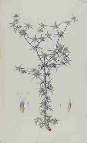 Illustration Eryngium creticum, Par Sibthrop J., Smith J.E. (Flora Graeca (drawings), vol. 3: t. 58 ; 1819), via plantillustrations.org 