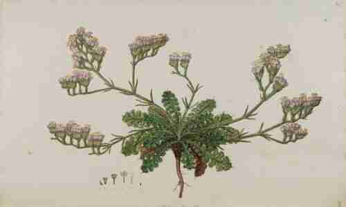 Illustration Limonium sinuatum, Par Sibthrop J., Smith J.E. (Flora Graeca (drawings), vol. 4: t. 1, 1823), via plantillustrations.org 