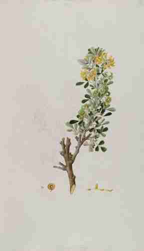 Illustration Medicago arborea, Par Sibthrop J., Smith J.E. (Flora Graeca (drawings), vol. 8: t. 67 ; 1833), via plantillustrations.org 