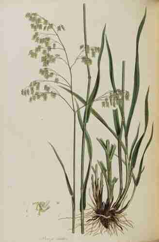 Illustration Briza media, Par Sibthrop J., Smith J.E. (Flora Graeca, vol. 1: p. 59, t. 75 ; 1806), via plantillustrations.org 