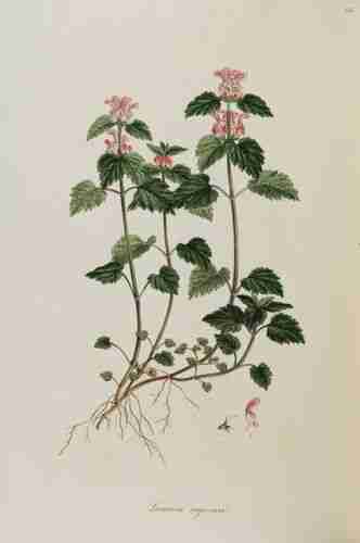 Illustration Lamium flexuosum, Par Sibthrop J., Smith J.E. (Flora Graeca, vol. 6: p. 45, t. 555, 1826), via plantillustrations.org 