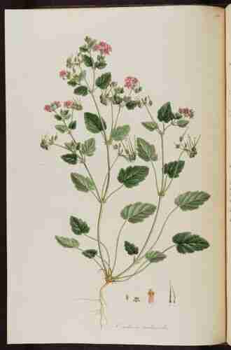 Illustration Erodium malacoides, Par Sibthrop J., Smith J.E. (Flora Graeca, vol. 7: p. 53, t. 658 ; 1830), via plantillustrations.org 