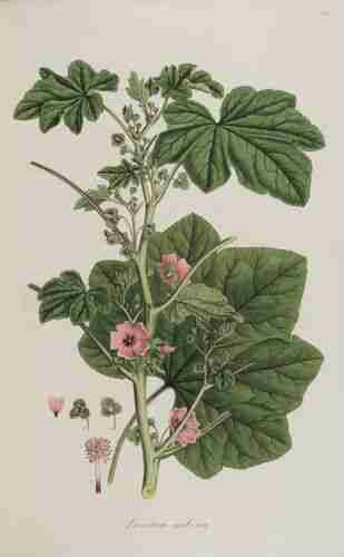 Illustration Malva arborea, Par Sibthrop J., Smith J.E. (Flora Graeca, vol. 7: p. 60, t. 665 ; 1830), via plantillustrations.org 