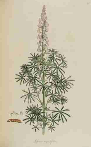 Illustration Lupinus angustifolius, Par Sibthrop J., Smith J.E. (Flora Graeca, vol. 7: p. 78, t. 685, 1830), via plantillustrations.org 