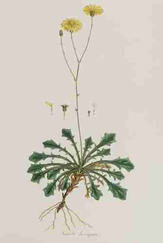 Illustration Hypochaeris laevigata, Par Sibthrop J., Smith J.E. (Flora Graeca, vol. 9: p. 10, t. 814, 1837), via plantillustrations.org 