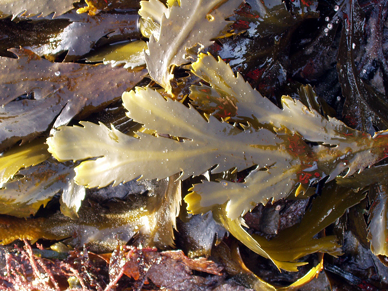 Illustration Fucus serratus, Par Stemonitis, via wikimedia 