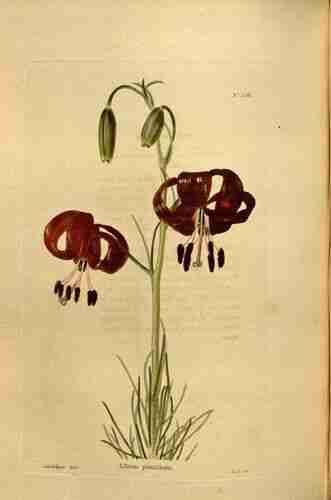 Illustration Lilium pumilum, Par Loddiges C. (The botanical cabinet, vol. 4: t. 358, 1827), via plantillustrations.org 